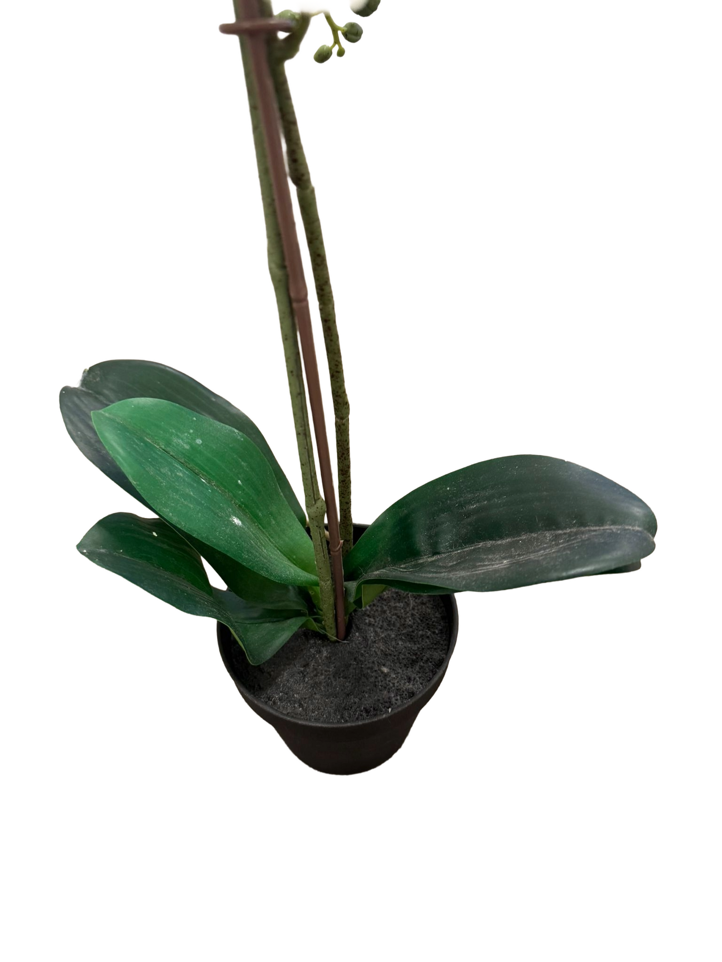 Nep Plant – Witte Chrysant